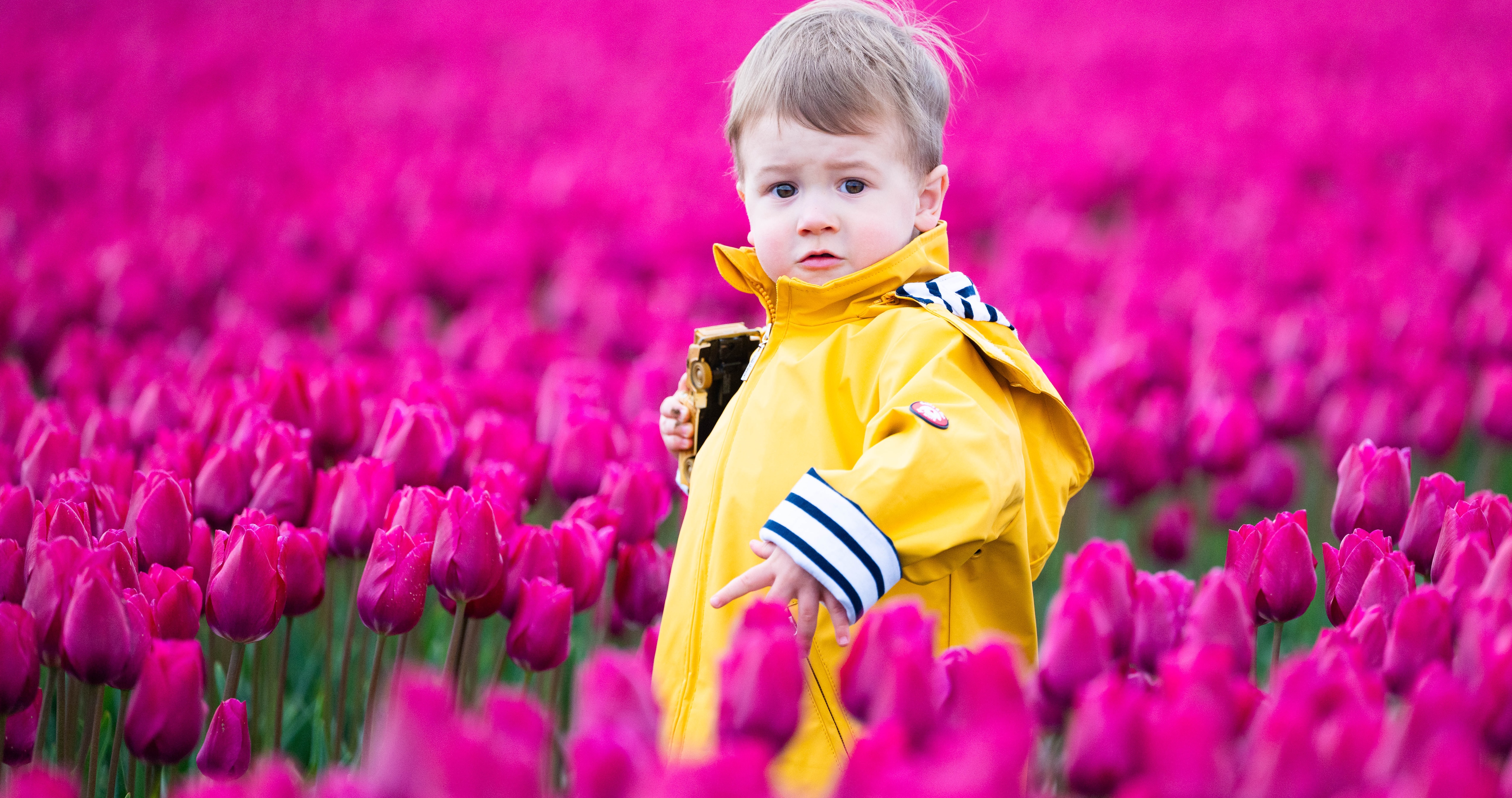 25IB Tulips For Tapping 5