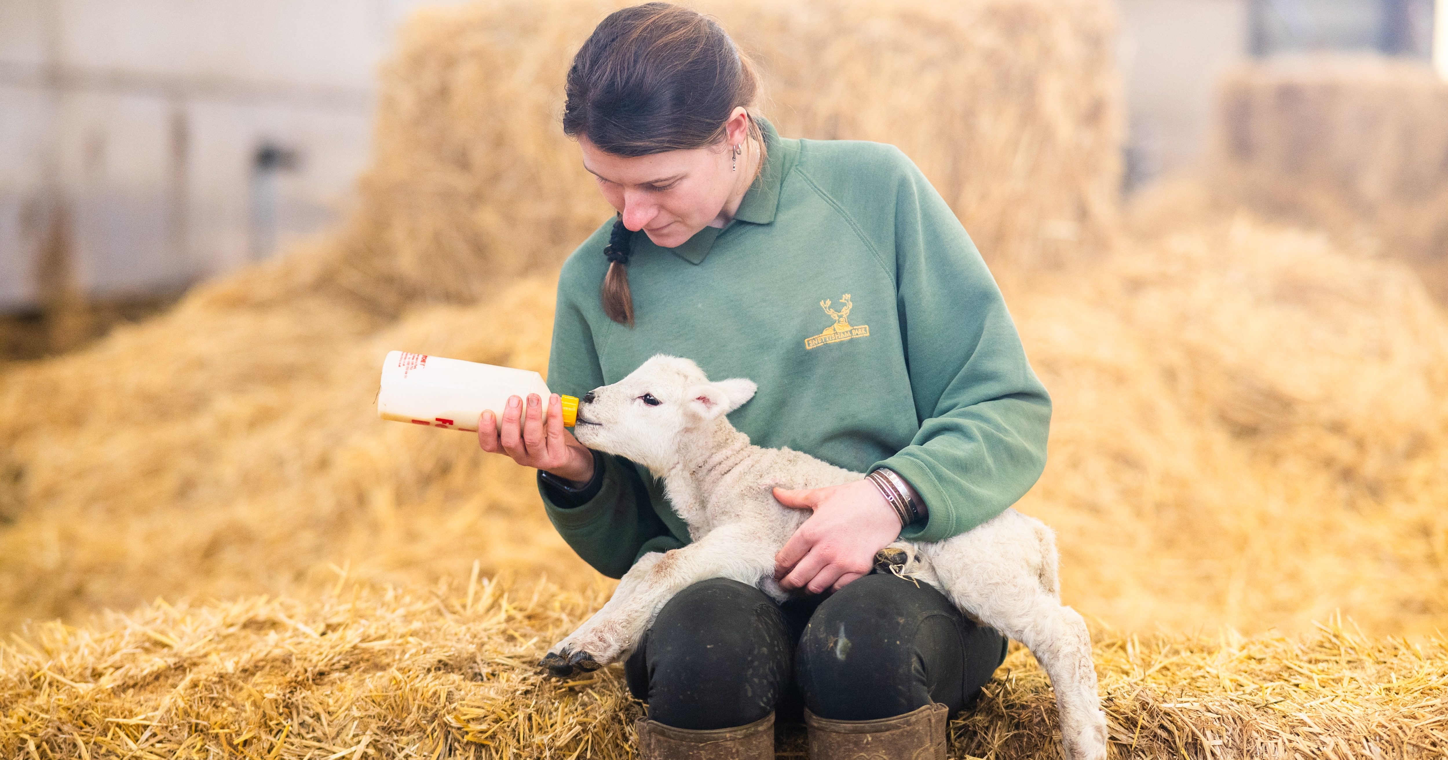 26IB Lambs Snettisham Park 26 26IB Lambs Snettisham Park 26