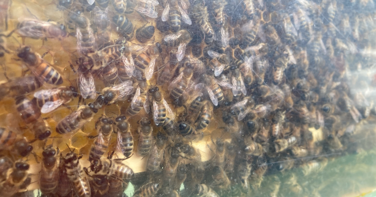 Bee web 7 Bee web 7