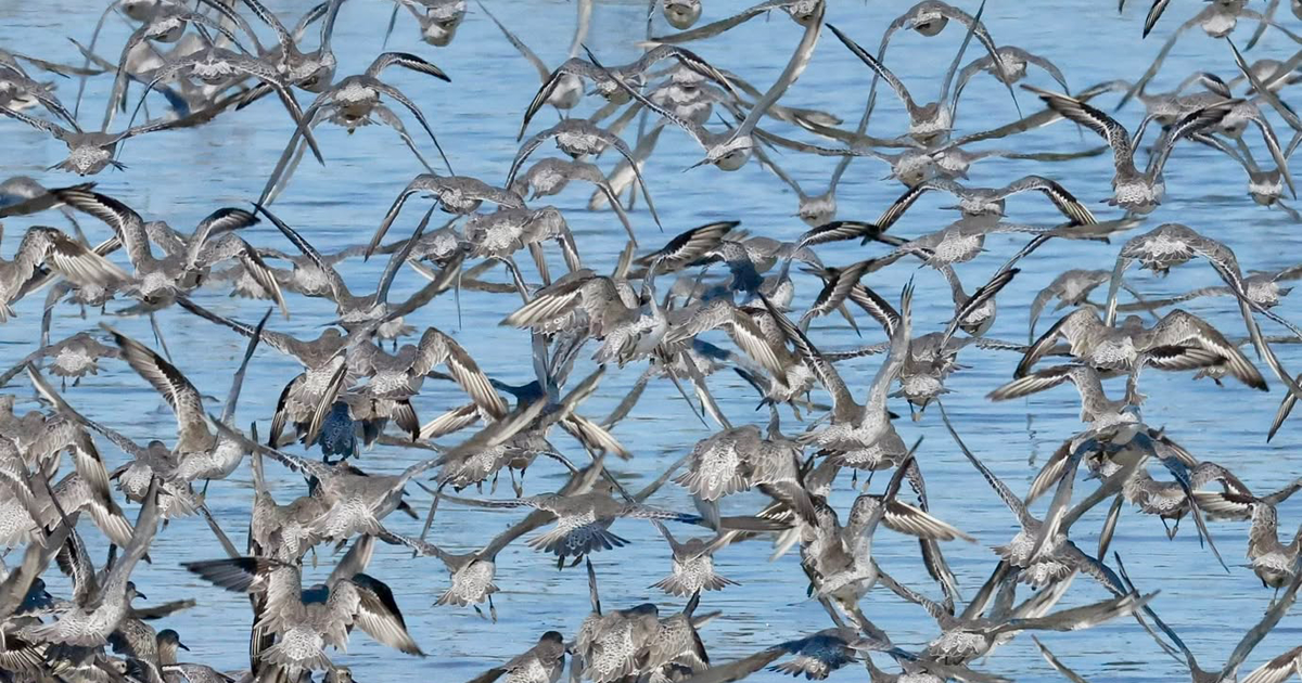 Birds wed add