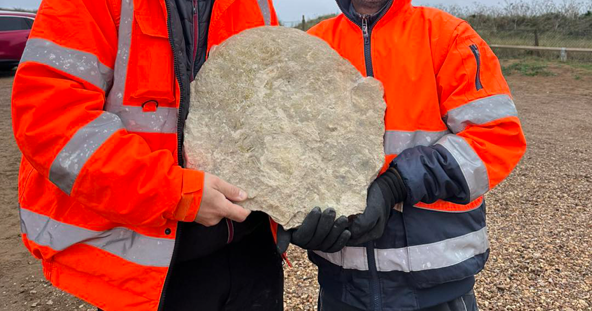 Fossil web 8