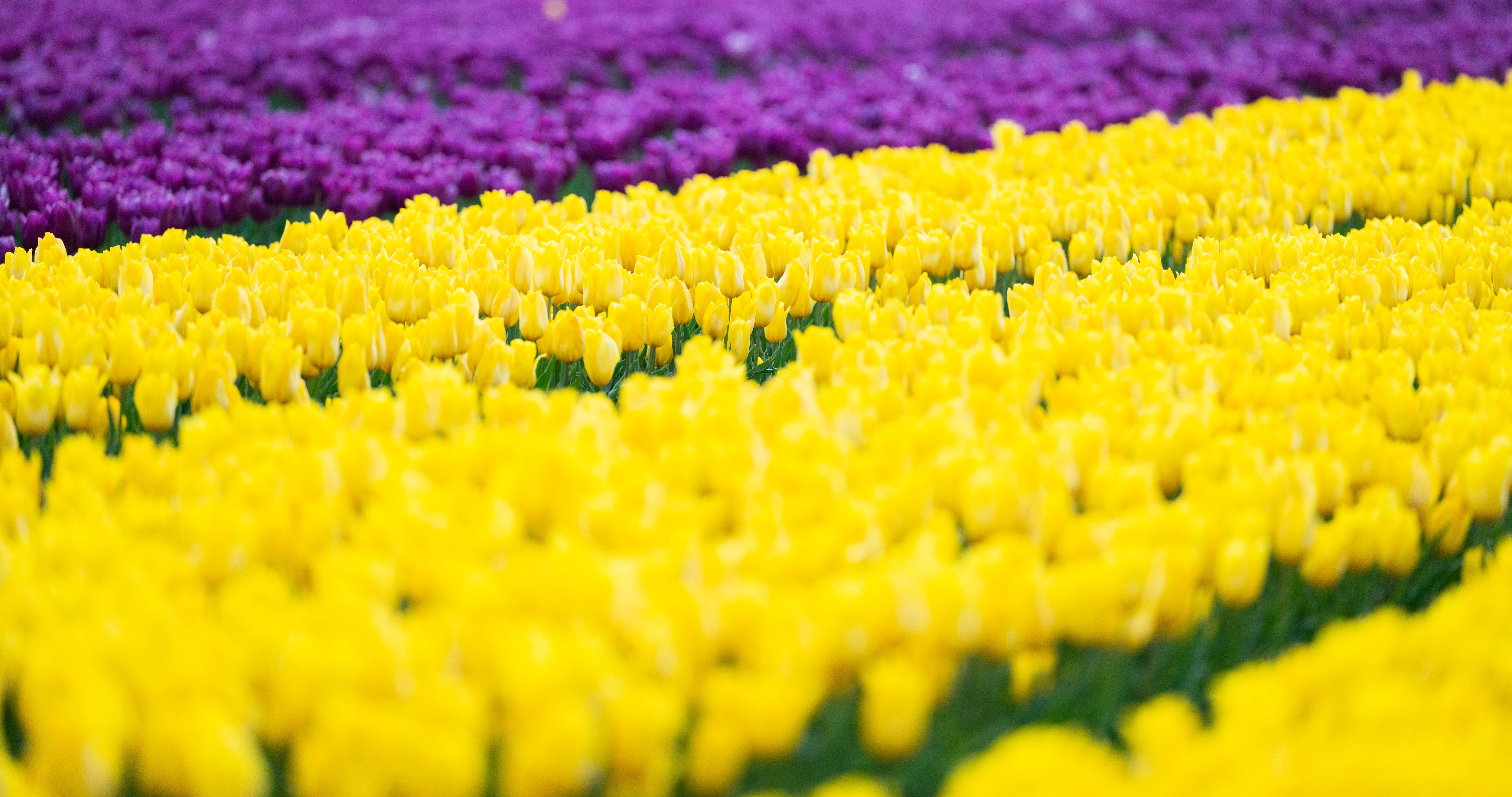 25IB Tulips For Tapping 15