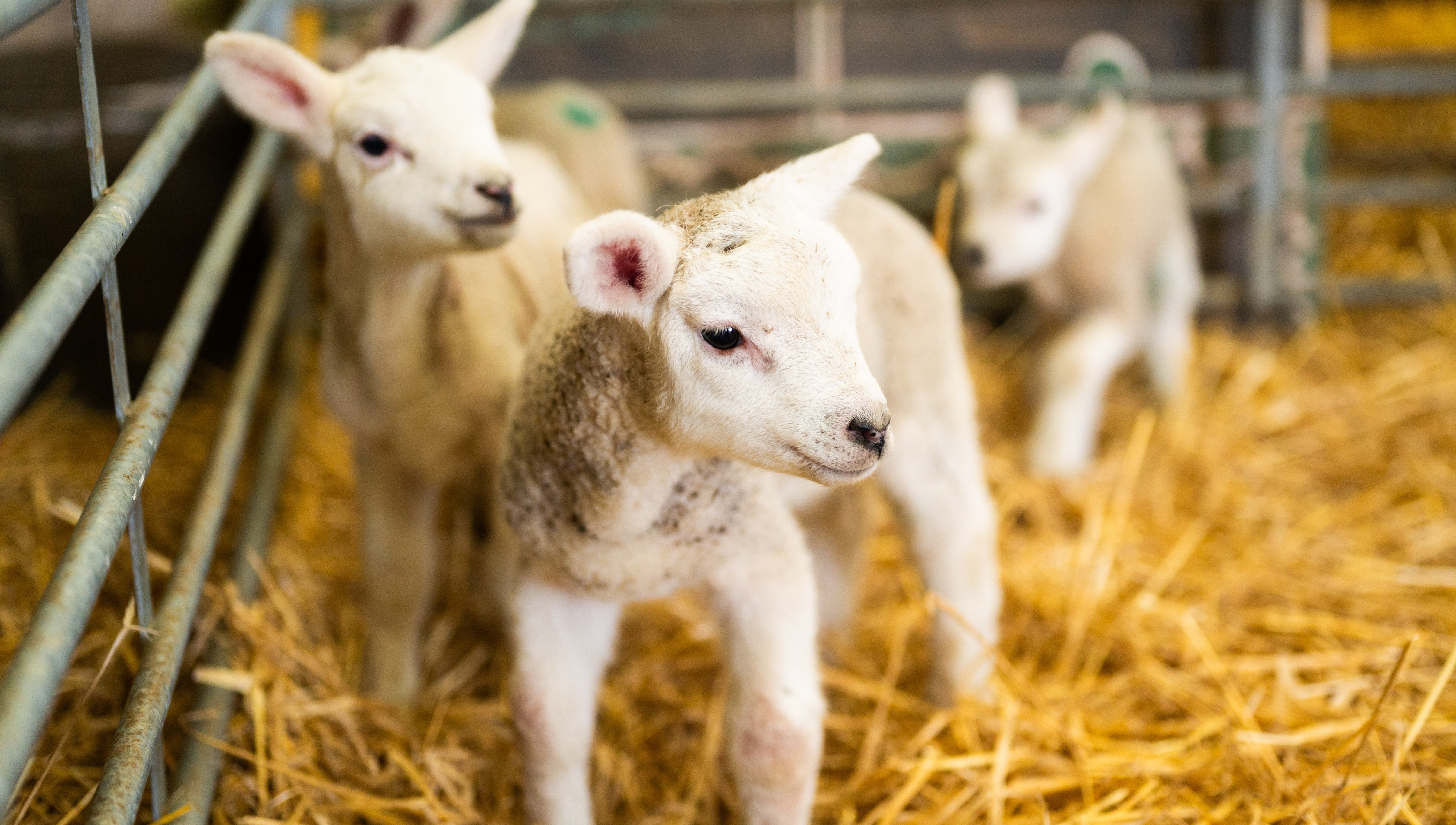 26IB Lambs Snettisham Park 10 26IB Lambs Snettisham Park 10