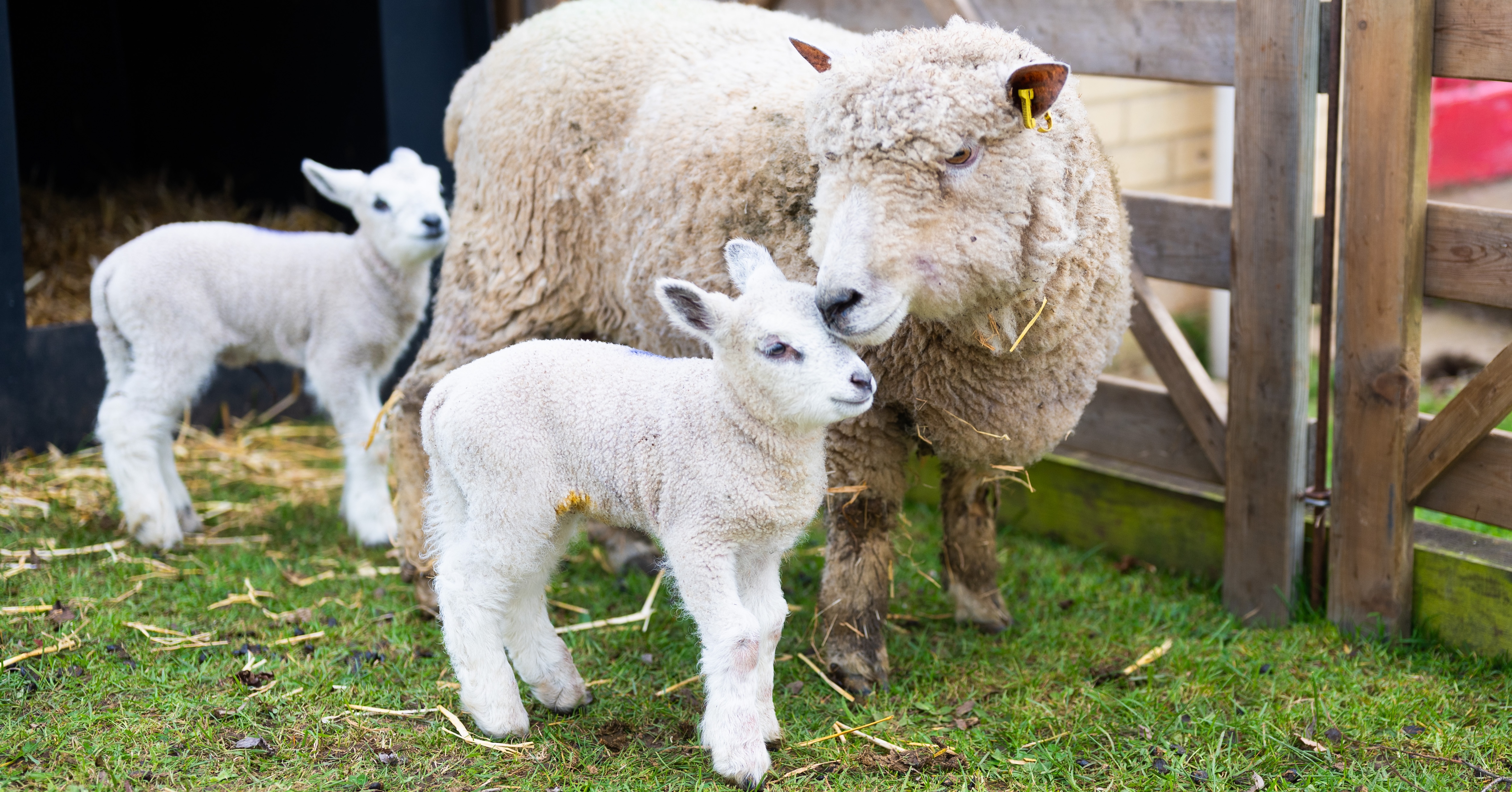 26IB Sheep Smithdon 35