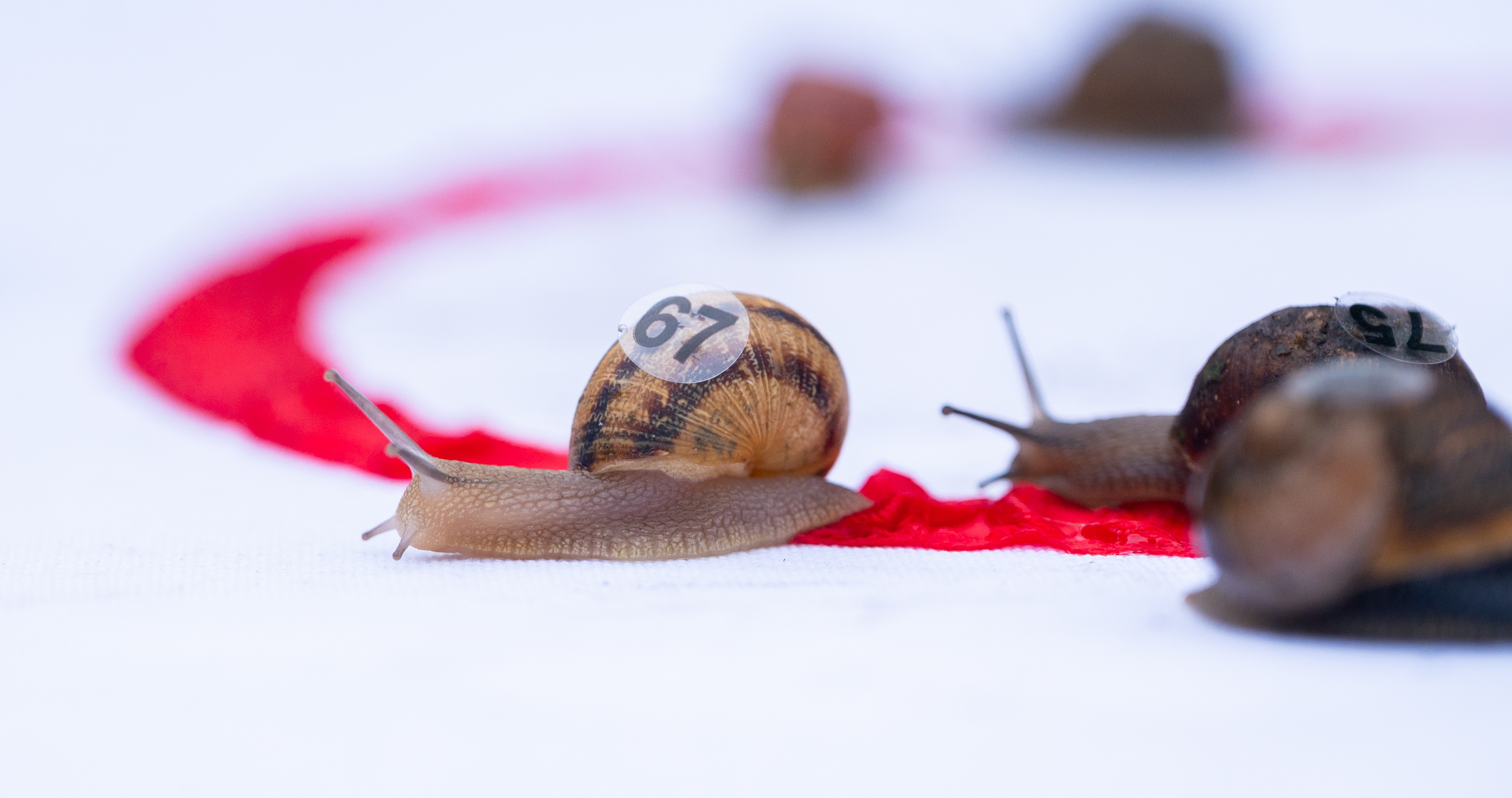 26IB World Championships Snail Racing 16 26IB World Championships Snail Racing 16