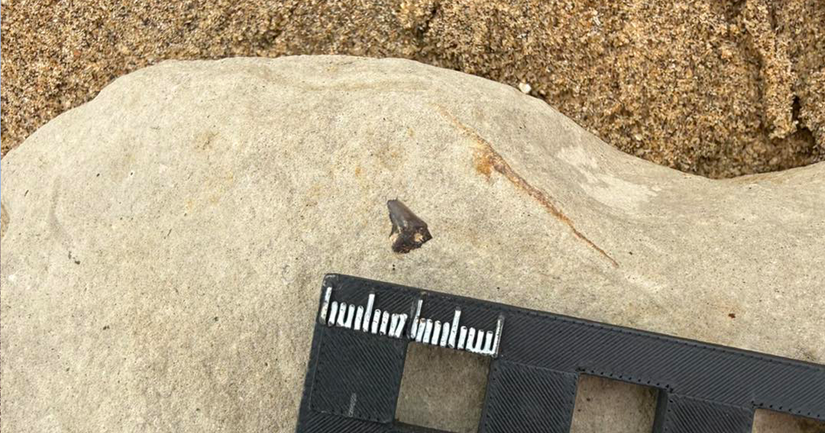 Fossil web 5