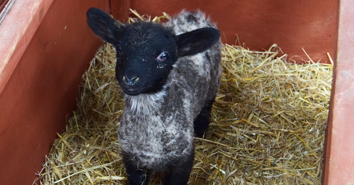 Lambing