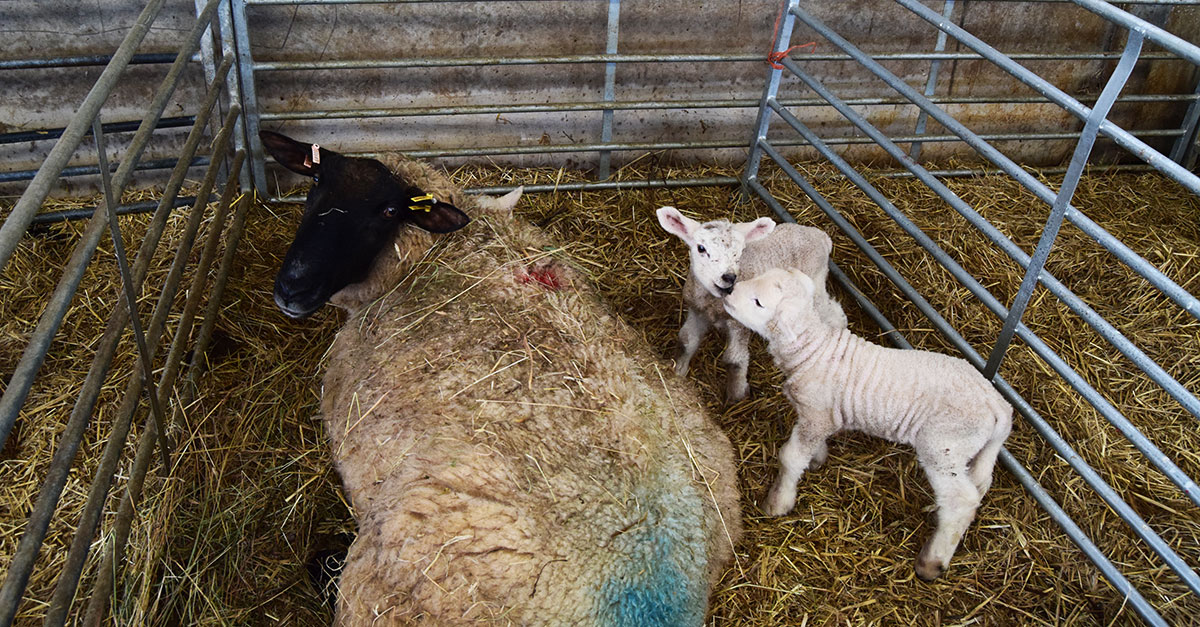 Lambing1
