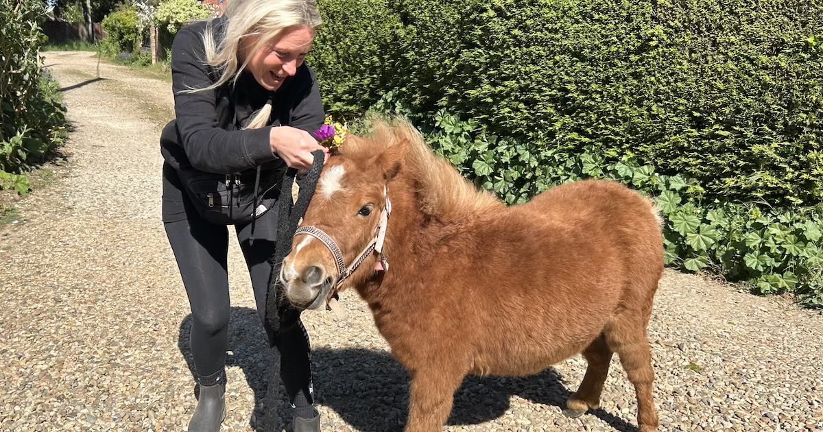 Pony 2