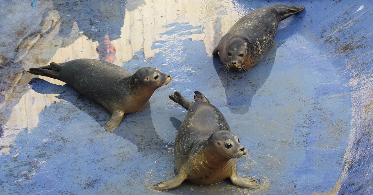 Seal1 Seal1