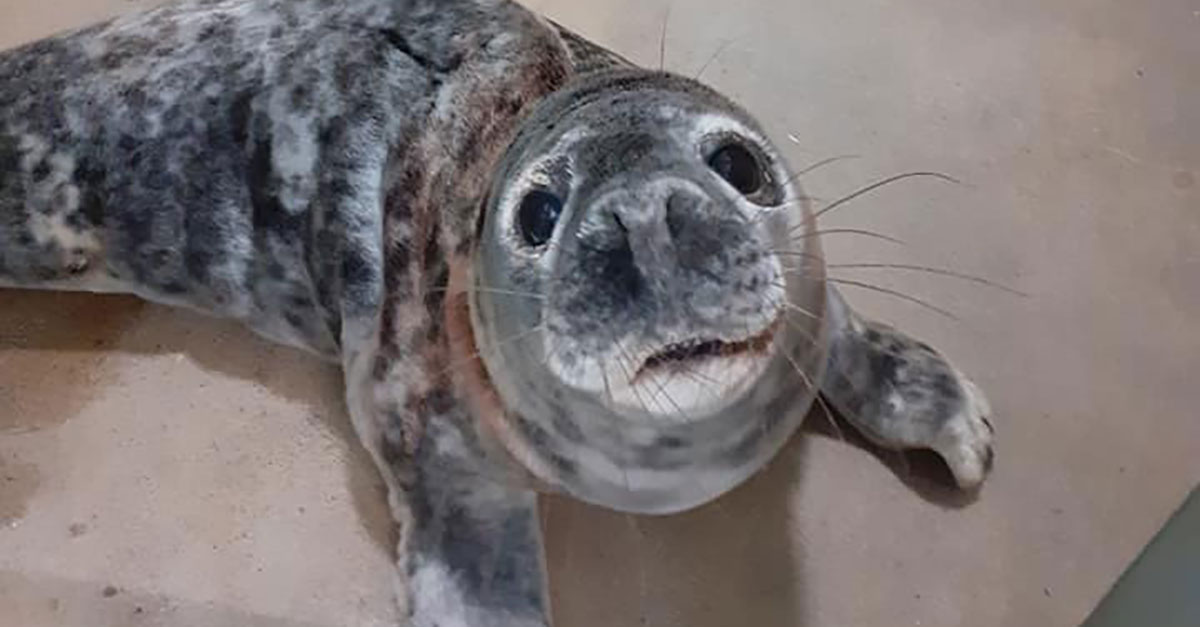 Seal3 1 Seal3 1