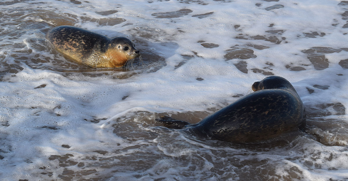 Seal4 Seal4