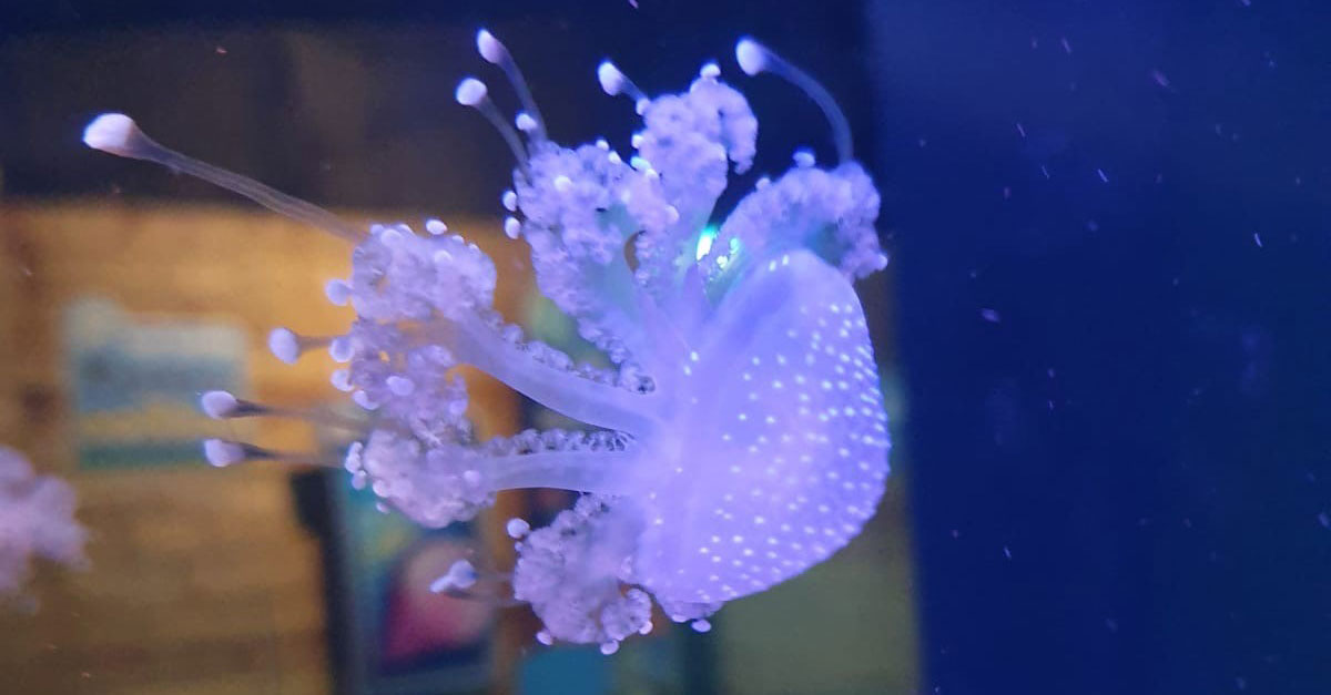 Sealifejellyfish