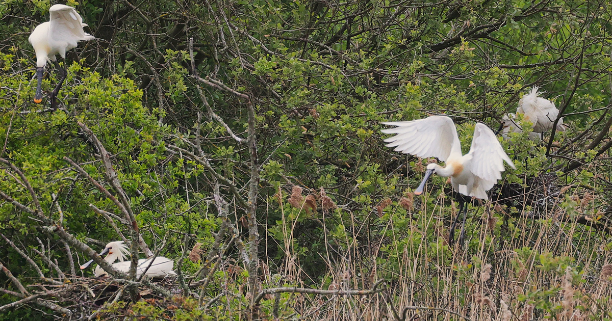 Spoonbills web4 Spoonbills web4