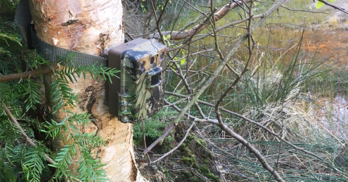 Web beavers camera Web beavers camera