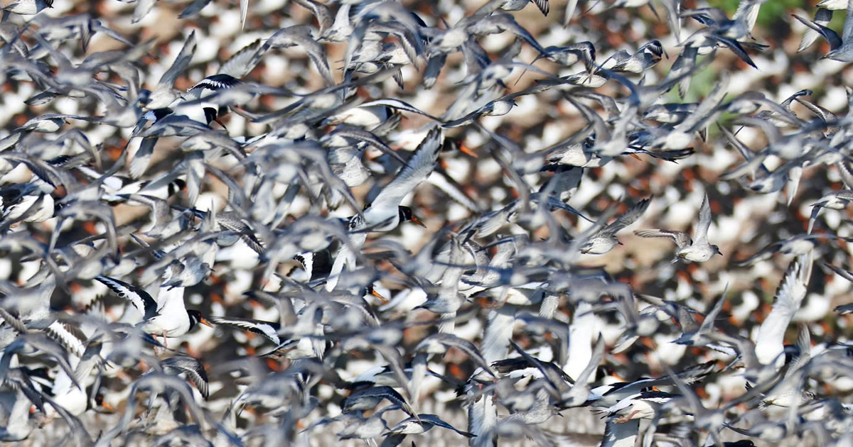 Web bird 1