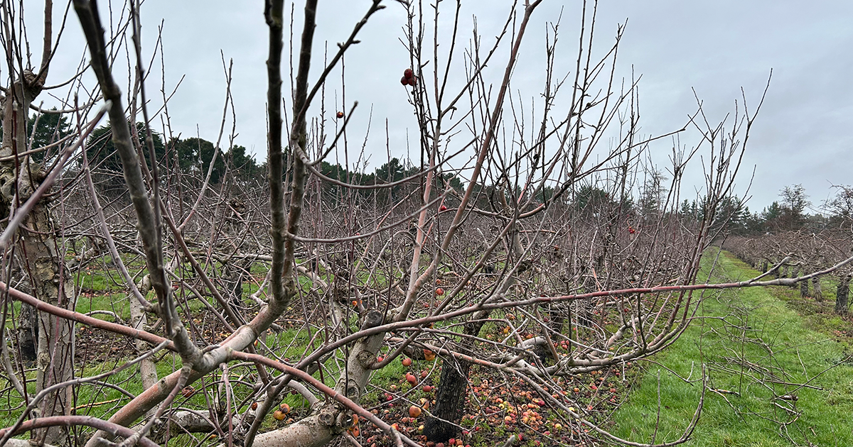 WEB Orchard