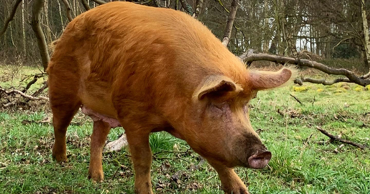 Web pig