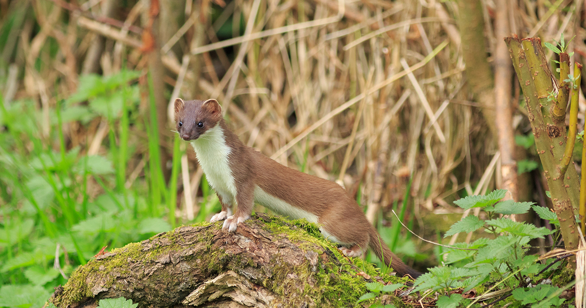 Web stoat Web stoat