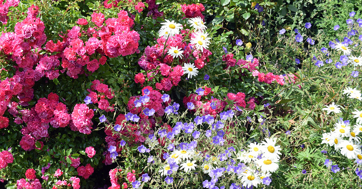 Ring gardens 3