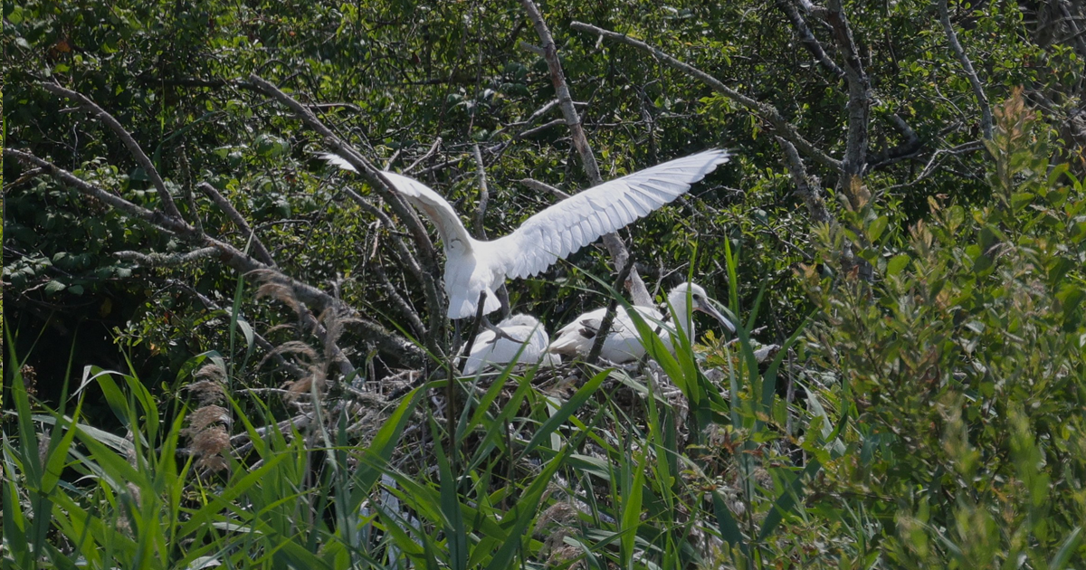 Spoonbills web 5 Spoonbills web 5