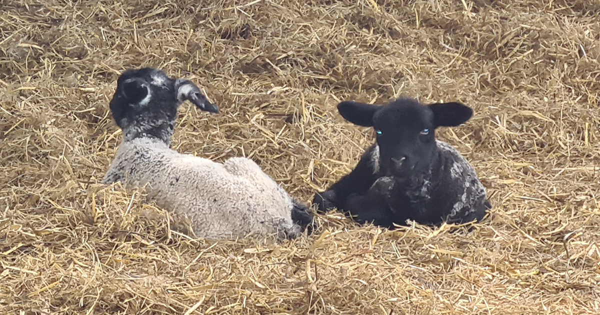 WEB 2 lambs