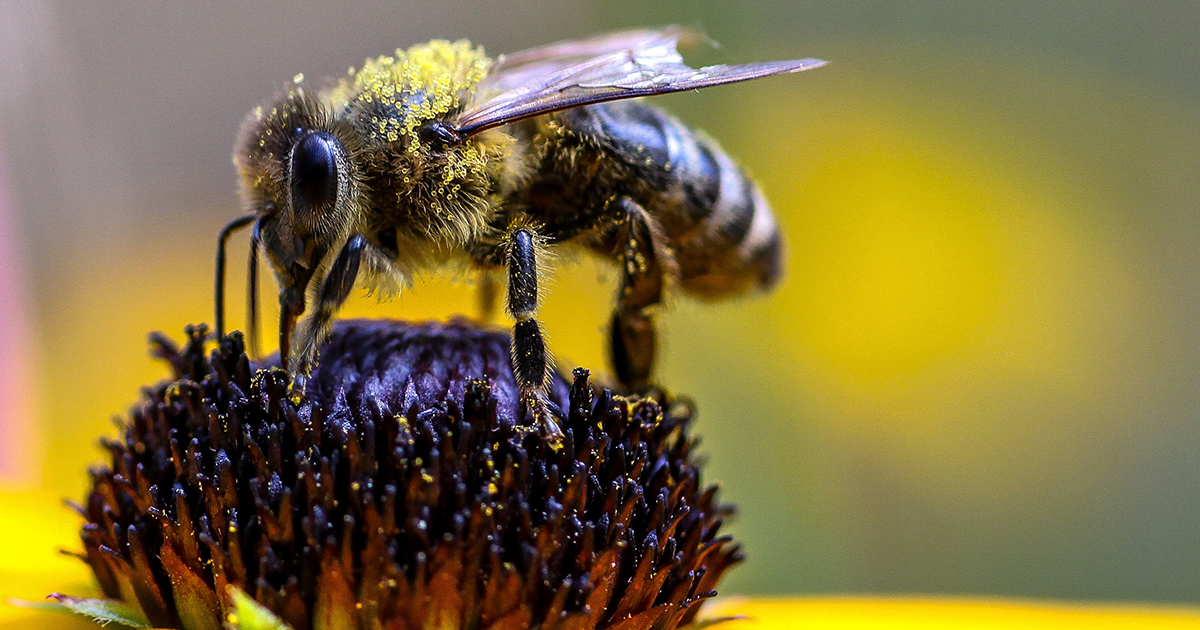 Web bee