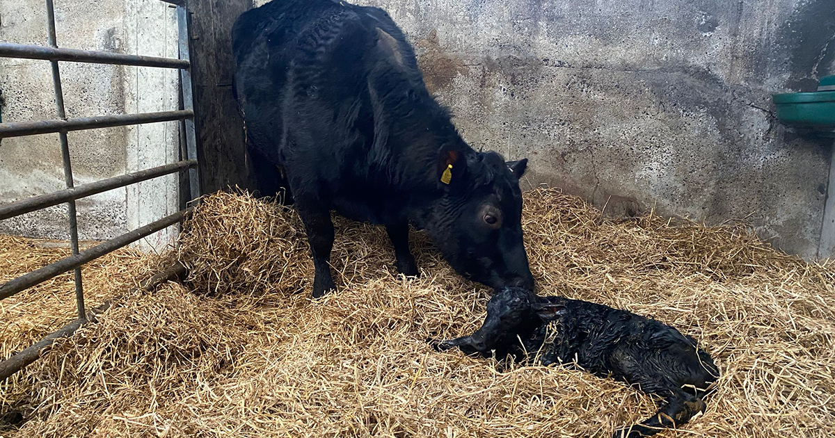 WEB Cow and newborn