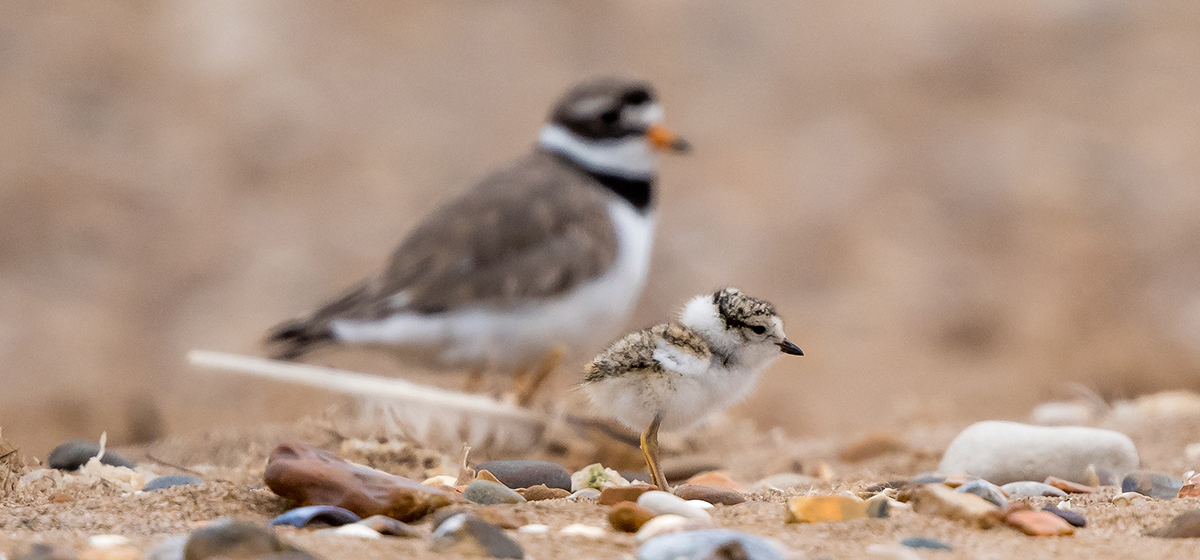 WEB Credit Phill Gwilliam. Ringed plover with chick, South Heacham Beach 2021