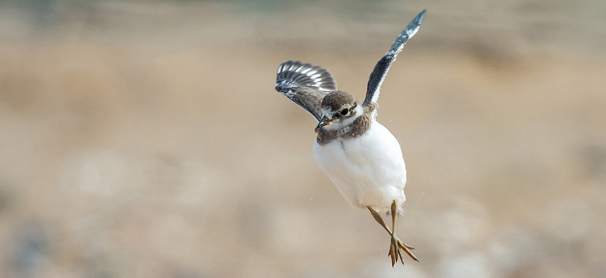 WEB First flights. Image credit Phill Gwilliam.