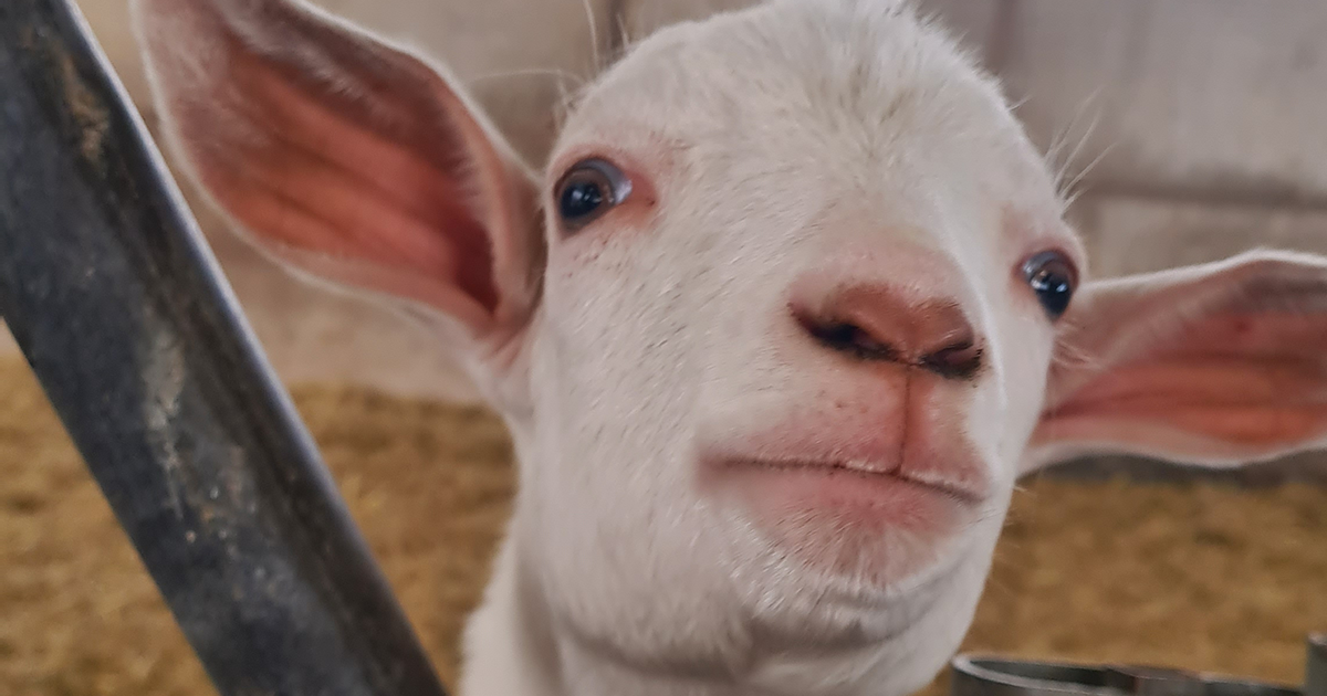 WEB goat