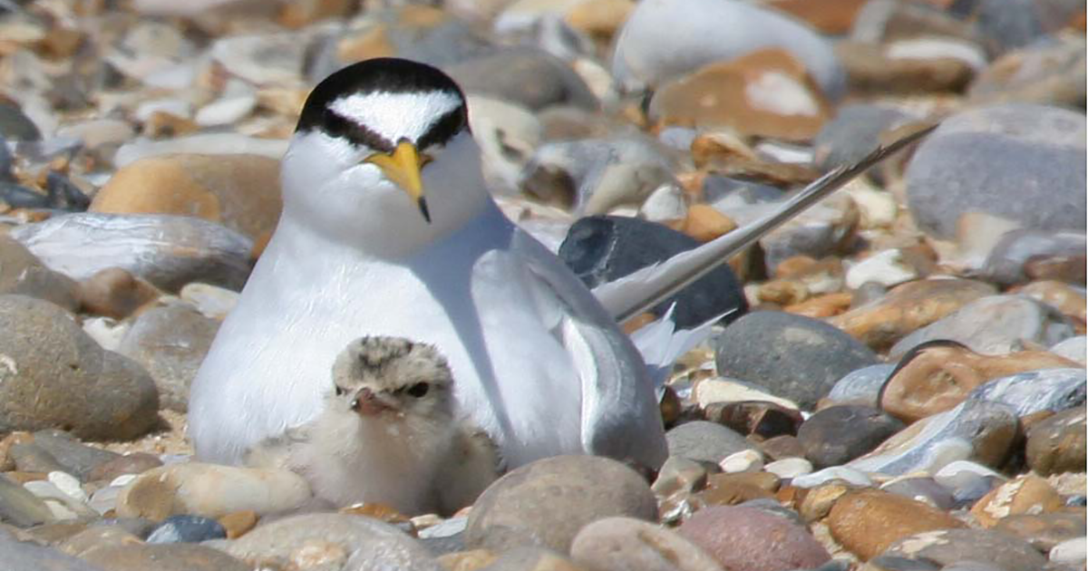WEB little tern Margaret Holland WEB little tern Margaret Holland