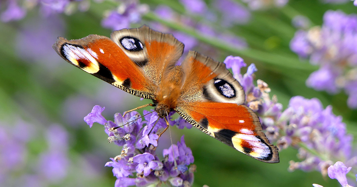 WEB Peacock butterfly