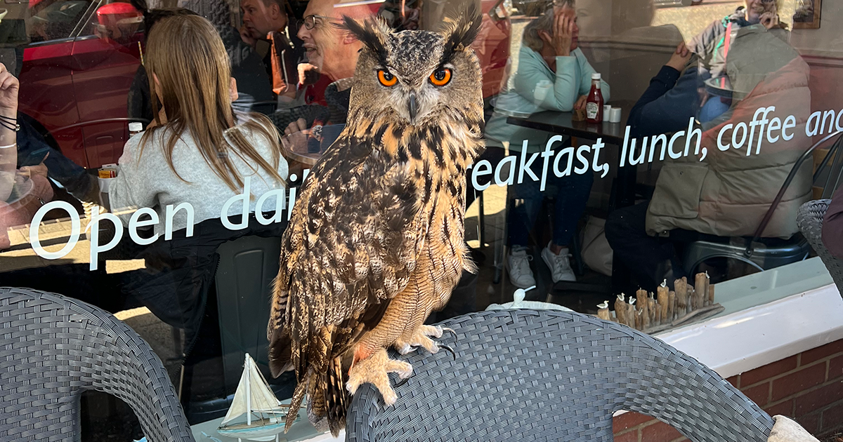 WEB Rambo the owl WEB Rambo the owl