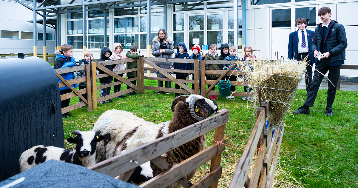 WEB Sheep 2