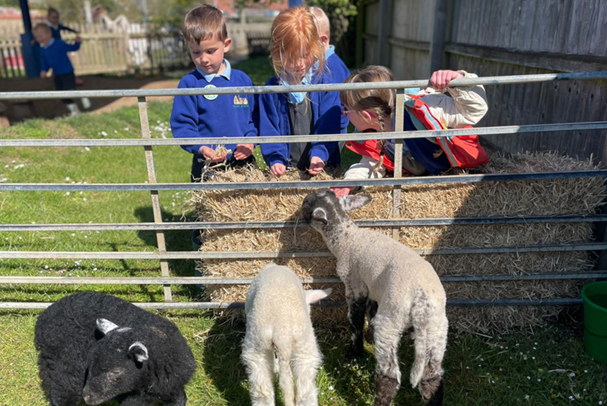 WEB WNAT lambs WEB WNAT lambs