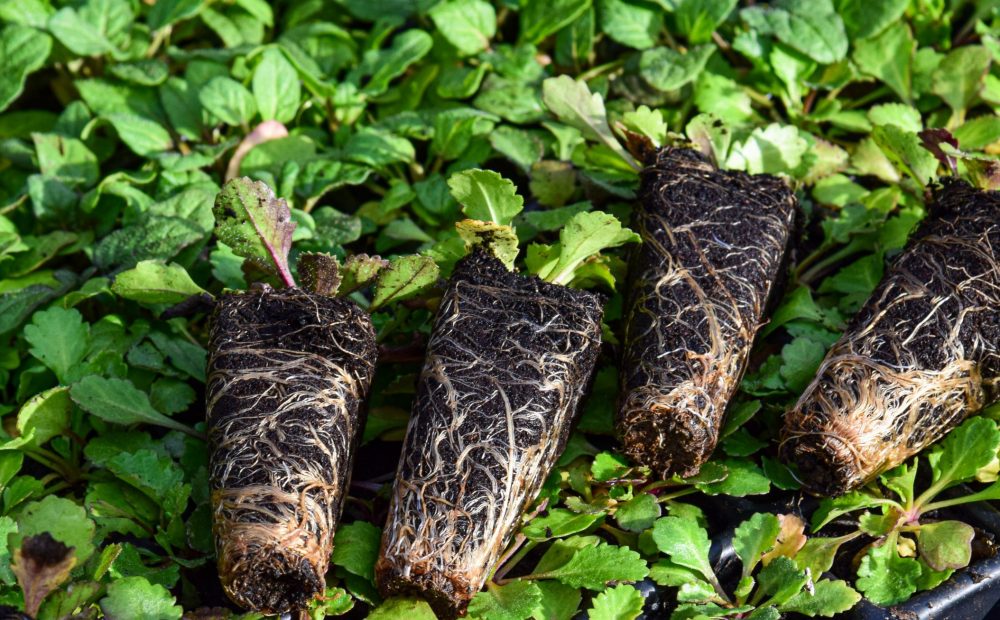Wildflower Meadow Project takes root