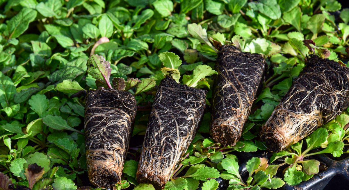 Wildflower Meadow Project takes root